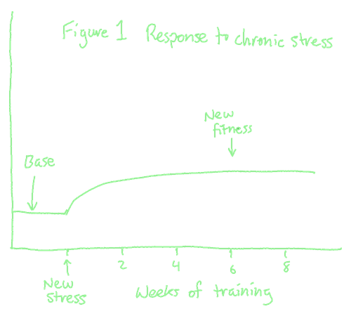 a chart of fitness over time, demonstrating rapid growth over two to four weeks before tapering off from 6 to 8 weeks