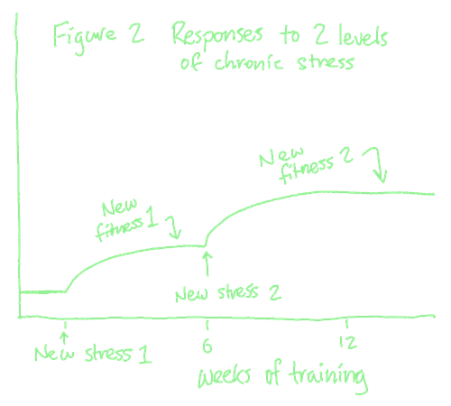 a chart showing fitness over time, demonstrating rapid growth over two to four weeks before tapering off. at six weeks, a new stress is introduced, and the line once again shows rapid growth before tapering off a second time.