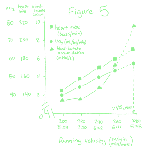 a chart demonstrating the linear trends of heart rate and vo 2 max as running pace increases, as well as the exponential nature of blood-lactate accumulation. a dotted line from the final point along the vo 2 max line points down to the value on the x-axis, just shy of 280 meters per minute. this dotted line is labeled v vo 2 max.
